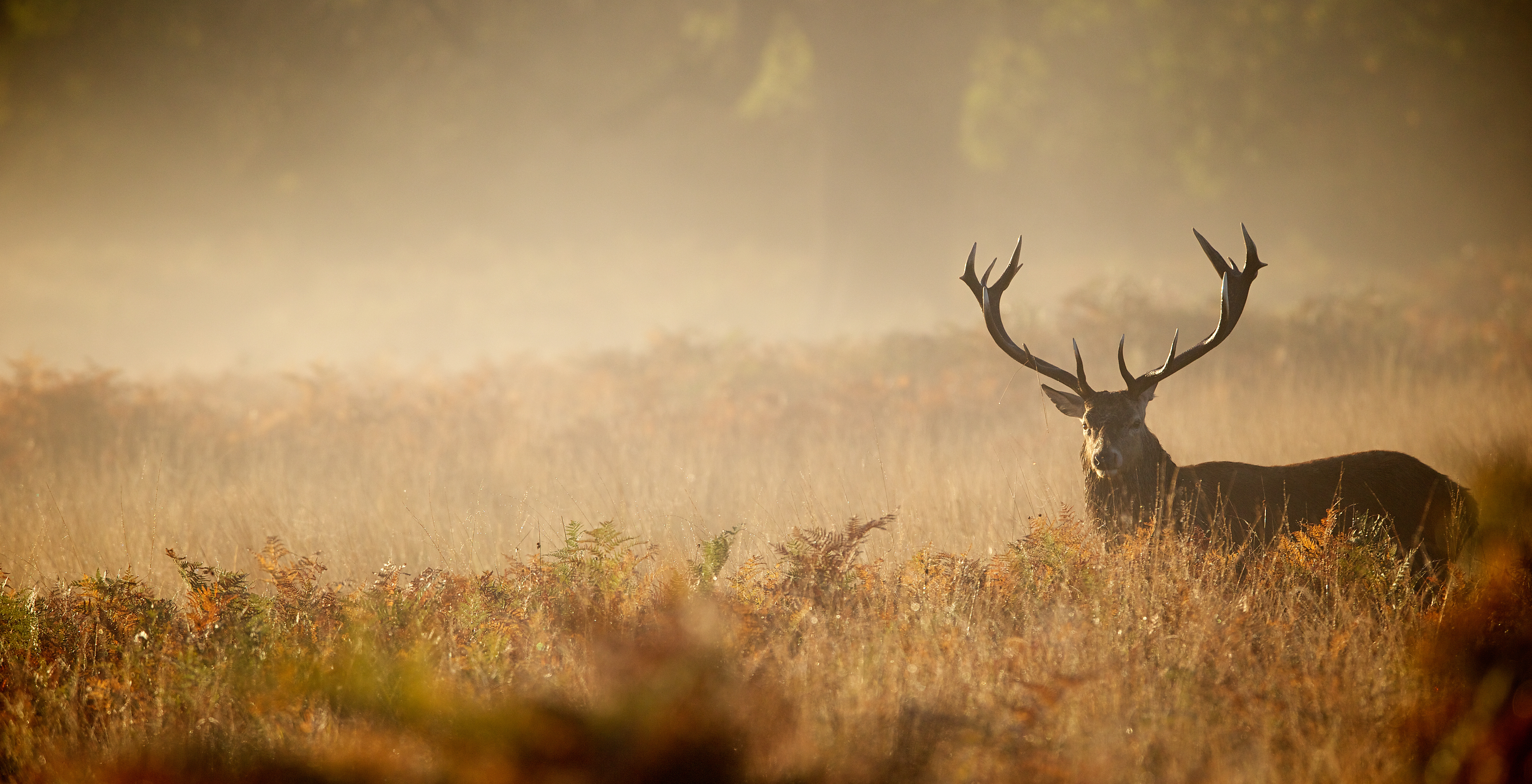 Red deer stag silhouette in the mist - Custom Wallpaper
