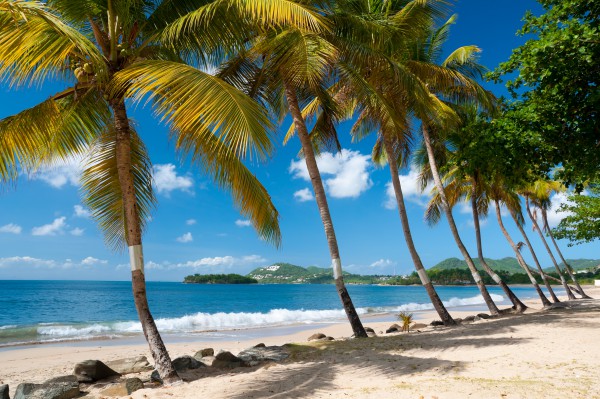 palm trees on vigie beach