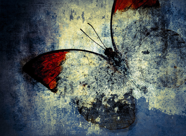 butterfly