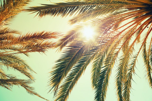 Palm trees and shining sun over bright sky