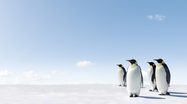 Emperor Penguins in Antacrctica