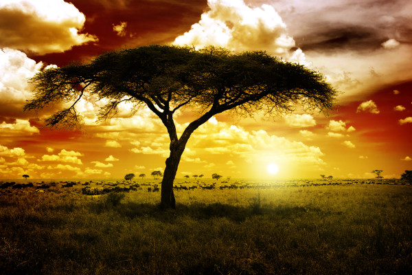 Africa Sunset