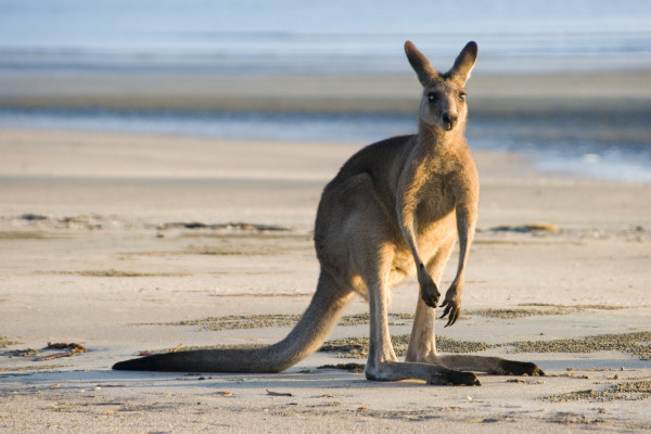 Kangaroo