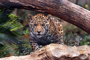 ready to pounce