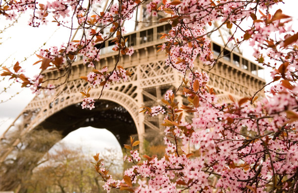 Spring in Paris. Bloomy cherry tree and the Eiffel Tower