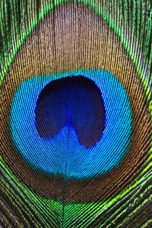 Close up Peacock feather.
