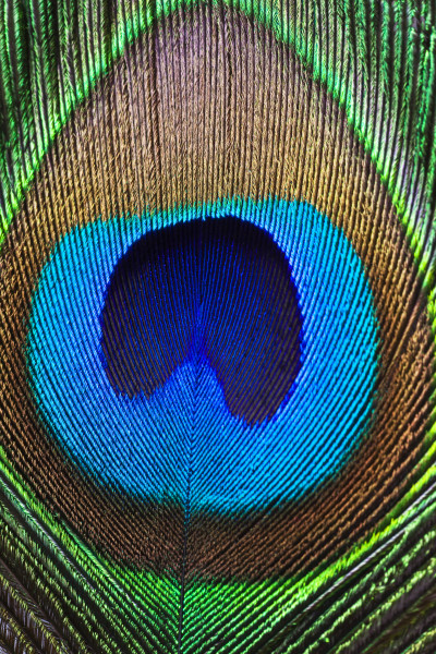 Close up Peacock feather.