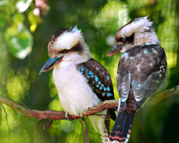 kookaburra birds