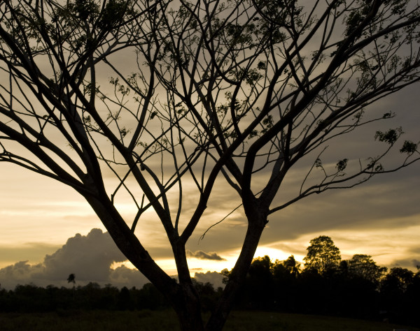 A Tree in Sepia