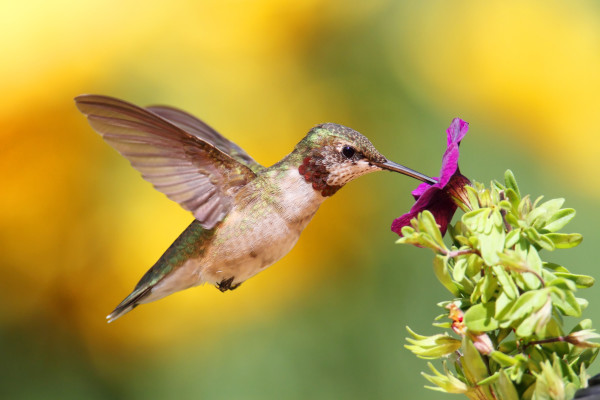 Juvenile Ruby-throated Hummingbird (archilochus colubris)