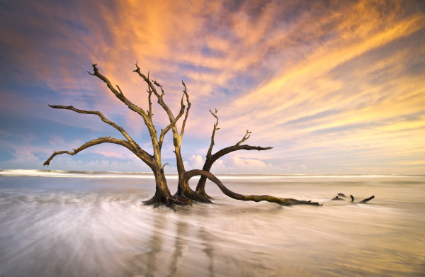 Folly Beach Tree Driftwood Ocean Sunset Charleston SC