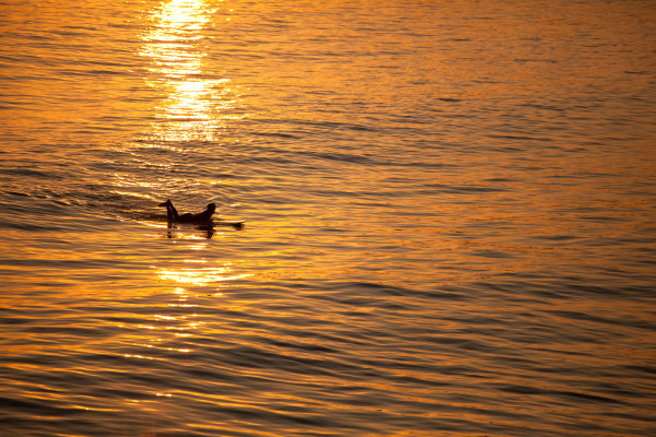 Single California surfer at sunset