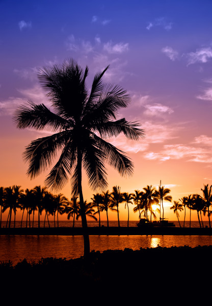 Hawaiian palm tree sunset