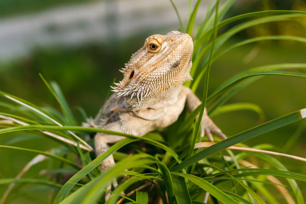 A Bearded Dragon Lizard on the palm tree.