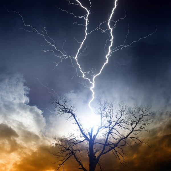 Tree struck by lightning