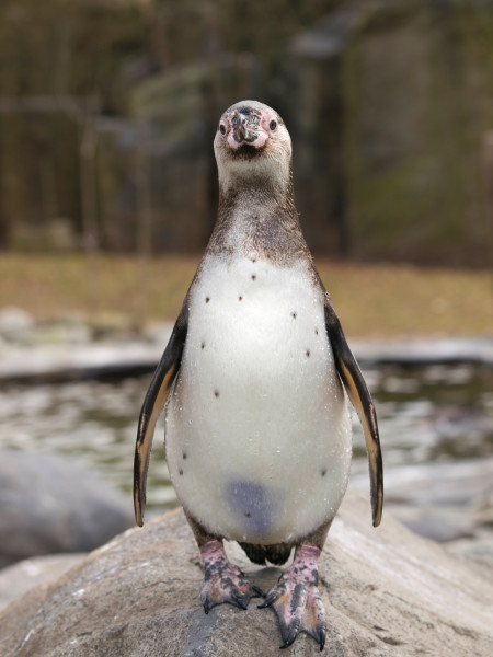 Portrait of penguin