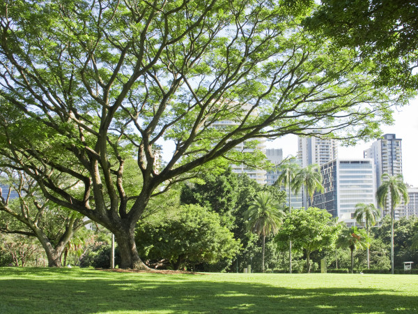 Brisbane park landscape