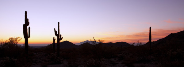 Saguaro Cactus at Sunrise Panoramic