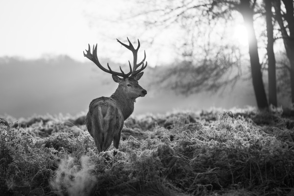 Red deer in Richmond park