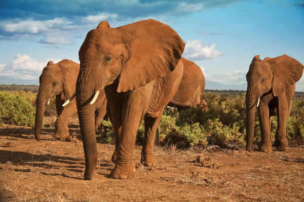 African elephant matriarchy against a blue sky