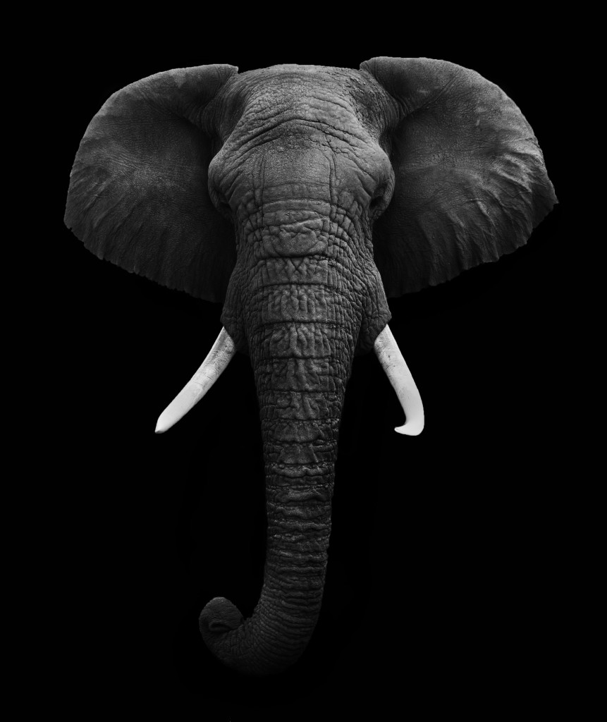 African Elephant isolated - Custom Wallpaper