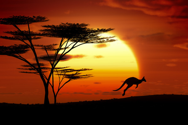 kangaroo sunset australia - Custom