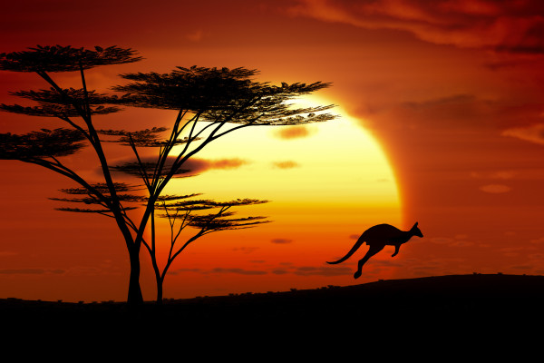 kangaroo sunset australia