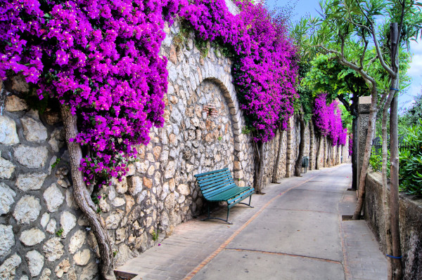 Vibrant flower draped pathway in Capri, Italy