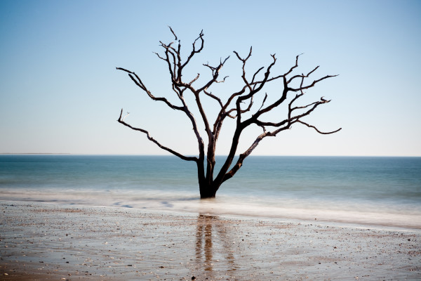 Dead Live Oak tree in the surf