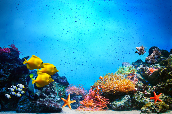 Underwater scene. Coral reef, fish groups in clear ocean water