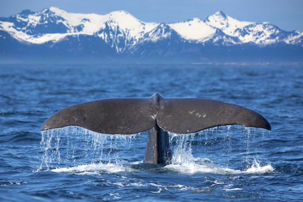 Whale tail