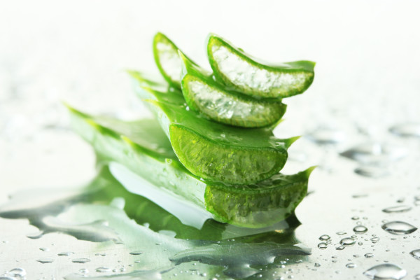 Close up of aloe leaves with drops