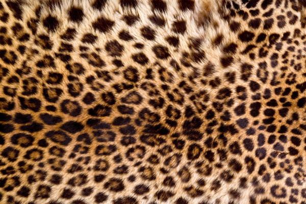 Real Leopard Skin.