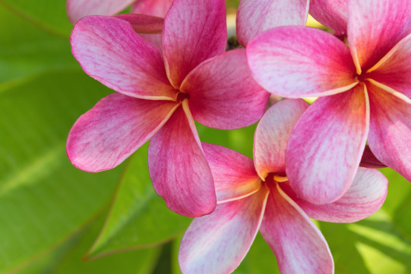 Pink Plumeria