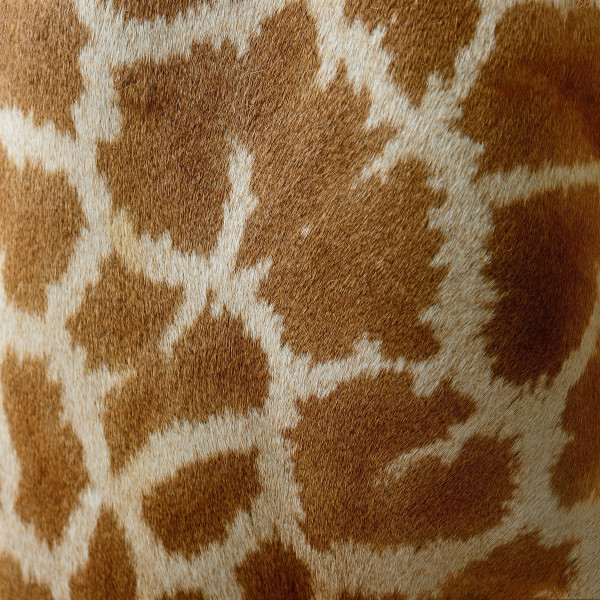 Giraffe skin