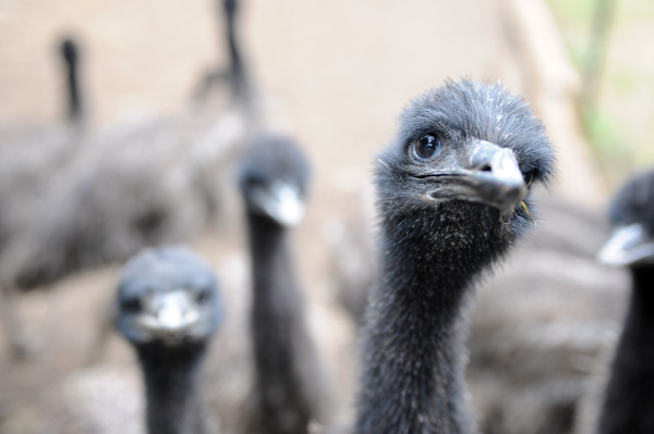 Emu Farm