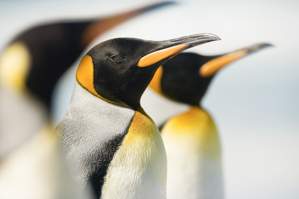 King Penguin