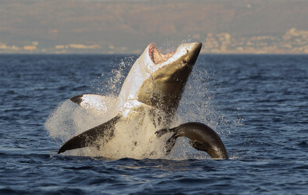 Great White Shark  breaching