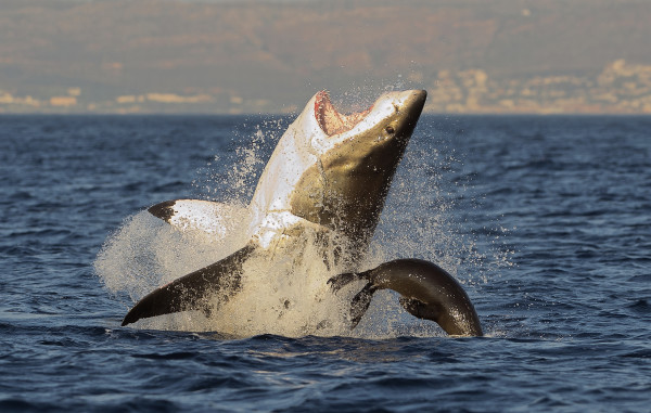 Great White Shark  breaching