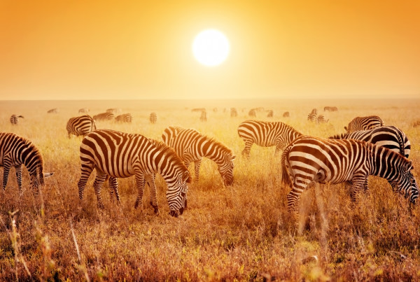 Zebras herd on African savanna at sunset.