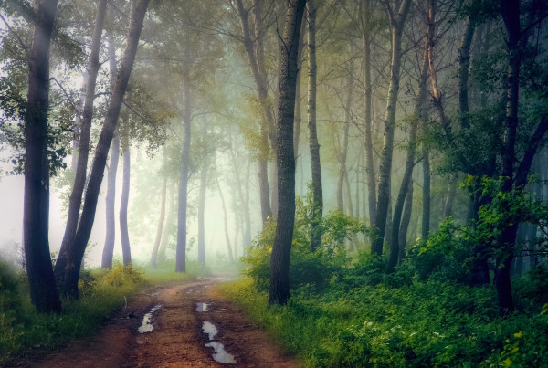 Mystical forest