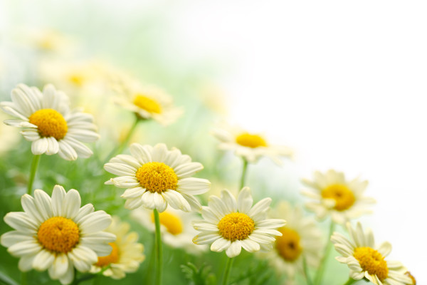 Daisy flower