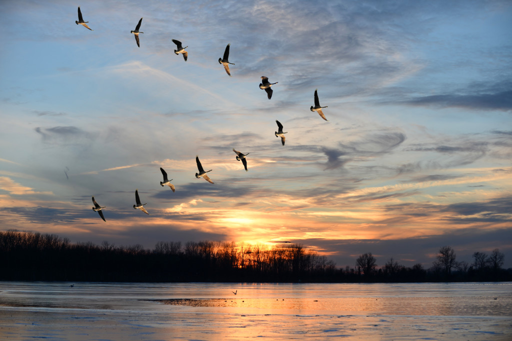 Canadian Geese Flying in V Formation - Custom Wallpaper