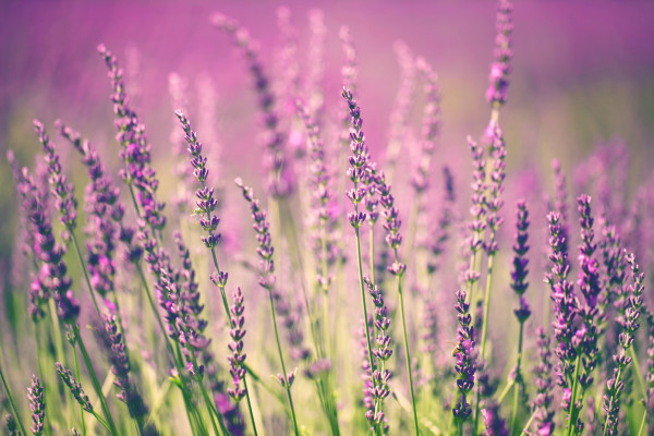 Lavender flower