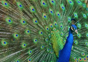 Peacock Tailfeathers