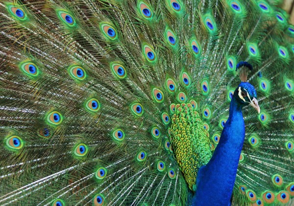 Peacock Tailfeathers