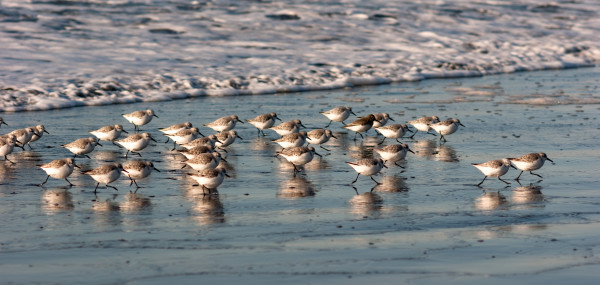 Sandpiper Birds Run Up Beach Feeding Sand Ocean Surf