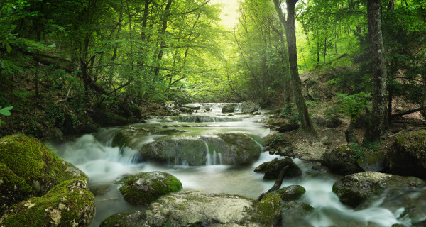 forest waterfall