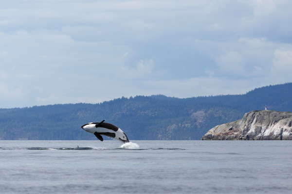 Jumping orca whale or killer whale