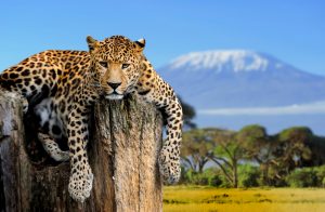 Leopard